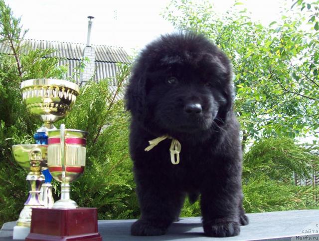 Фото: ньюфаундленд Целитель Души