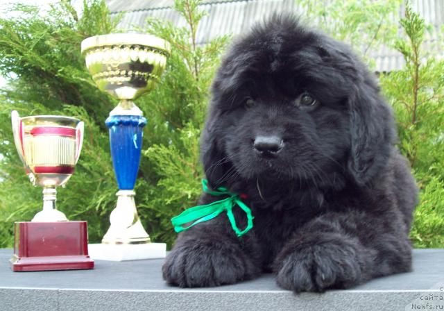 Фото: ньюфаундленд Царица Ночи