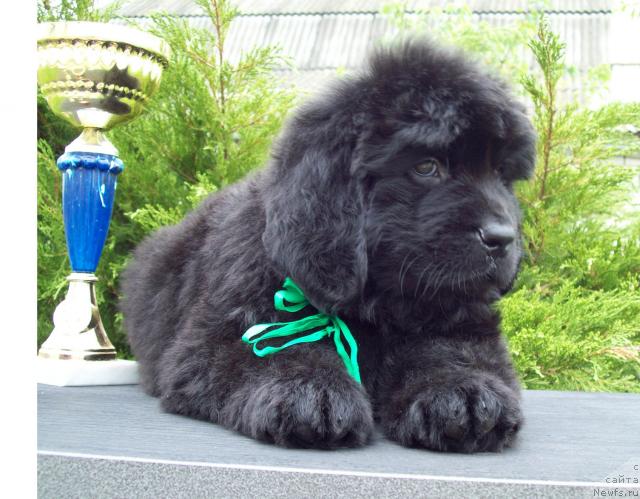 Фото: ньюфаундленд Царица Ночи