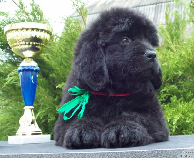 Фото: ньюфаундленд Царица Ночи