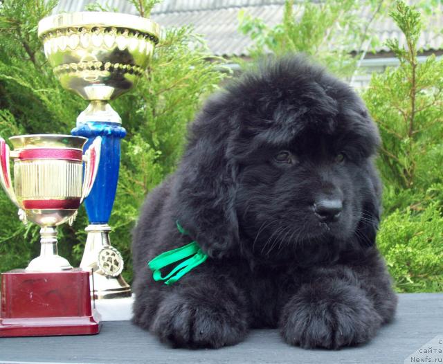 Фото: ньюфаундленд Царица Ночи