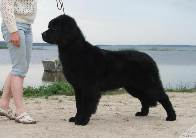 Фото: ньюфаундленд Роскошь Золотая