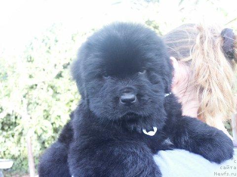 Фото: ньюфаундленд Lifeguard's American Style