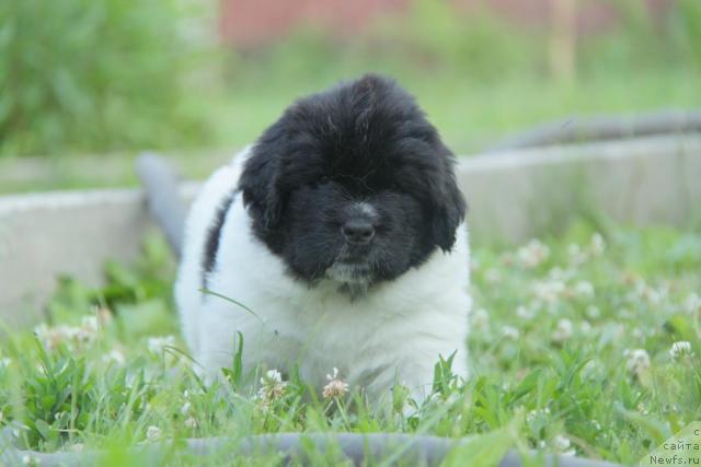 Фото: ньюфаундленд Аквиан Сонг Зиппи Панда