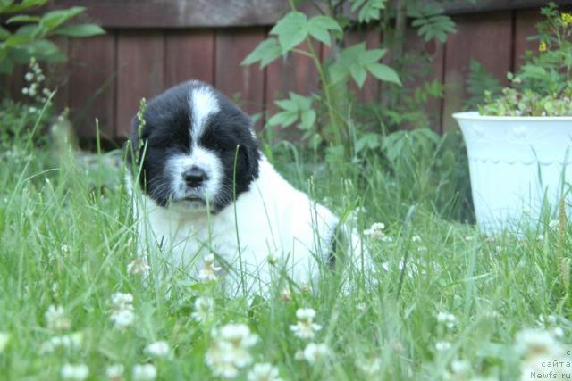 Фото: ньюфаундленд Аквиан Сонг Зефир