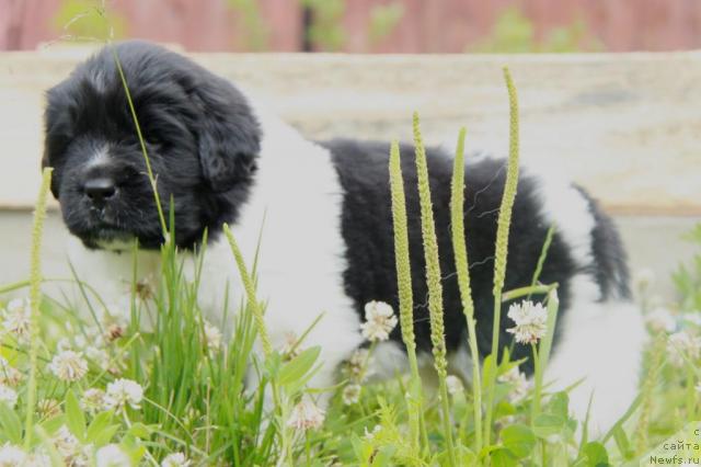 Фото: ньюфаундленд Аквиан Сонг Зест Бьютифул (Akvian Song Zest Beautiful)