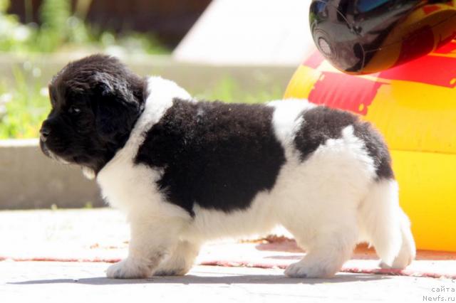 Фото: ньюфаундленд Аквиан Сонг Зес Трибьют ту Фешен