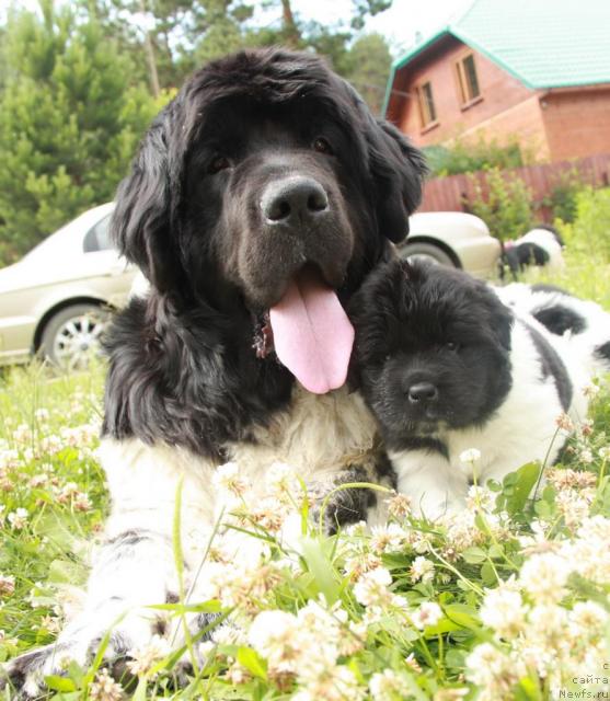 Фото: ньюфаундленд Плюшевая Панда Ла Белла, ньюфаундленд Аквиан Сонг Зес Трибьют ту Фешен