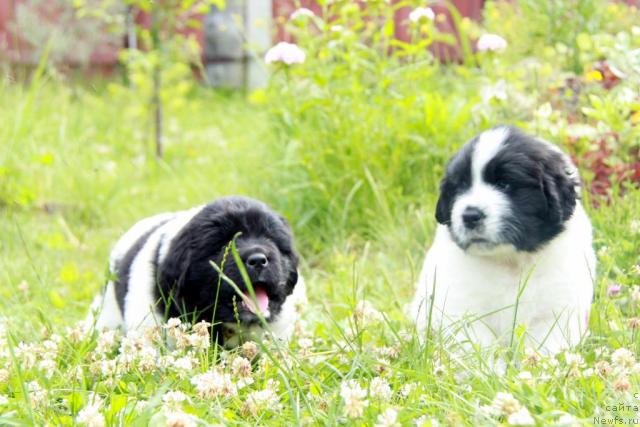 Фото: ньюфаундленд Аквиан Сонг Зефир, ньюфаундленд Аквиан Сонг Зес Трибьют ту Фешен