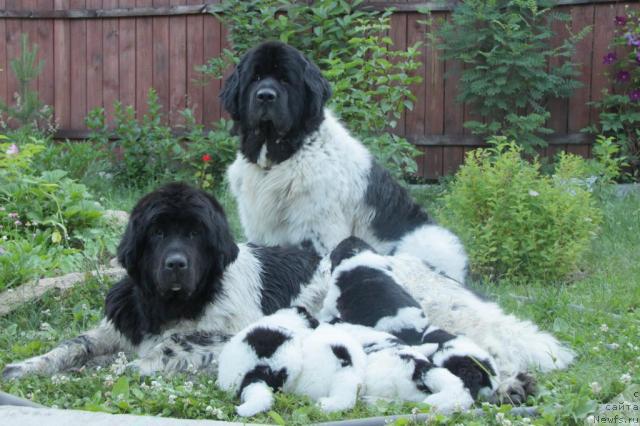 Фото: ньюфаундленд Плюшевая Панда Ла Белла, ньюфаундленд Супер Бизон Арго (Super Bizon Argo), с детьми.