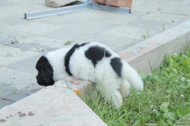 Фото: ньюфаундленд Аквиан Сонг Зиппи Панда