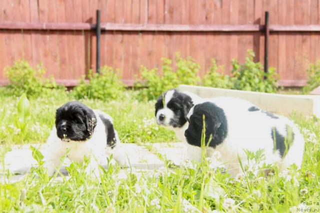 Фото: ньюфаундленд Аквиан Сонг Зефир, ньюфаундленд Аквиан Сонг Зеро Гравити (Akvian Song Zero Graviti), ньюфаундленд Аквиан Сонг Зест Бьютифул (Akvian Song Zest Beautiful)