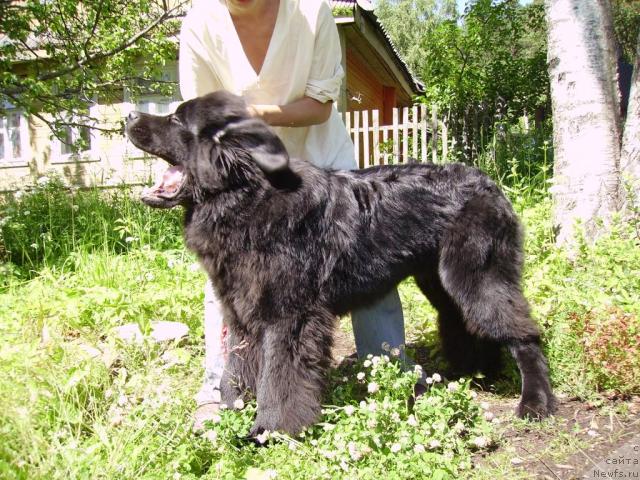 Фотография № 44949