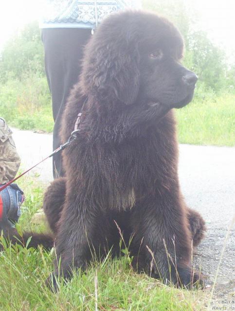 Фотография № 44955