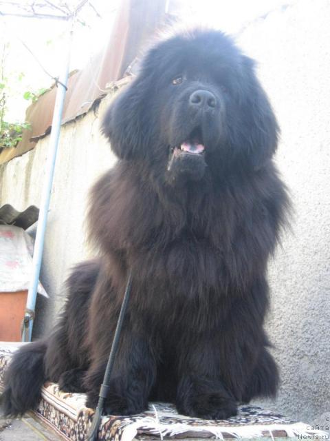 Фото: ньюфаундленд Мария Мирабелла с Берега Дона (Mariya Mirabella s Berega Dona)