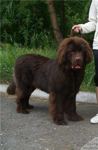 Фото: ньюфаундленд Черный Шарм Амбер Бест Дог ФО Марлеон