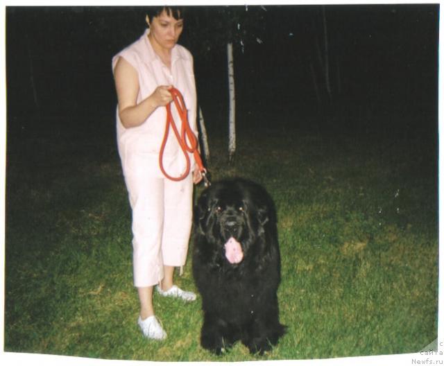 Фото: ньюфаундленд Виола (Viola), Яна Нифонтова