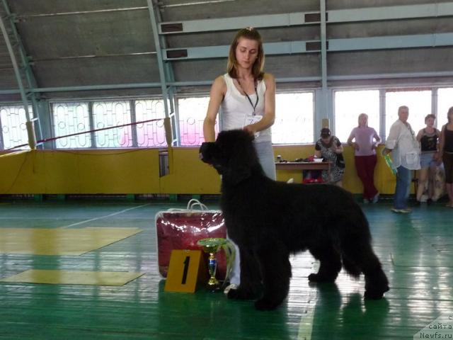 Фото: ньюфаундленд Айвенго Рыцарь Сибири, Анастасия Воронко
