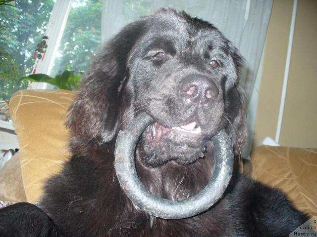 Фото: ньюфаундленд Сент Джонс Мон Плезир