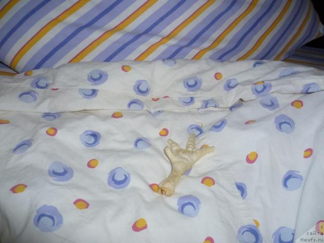 Фото: Елена Шигаль