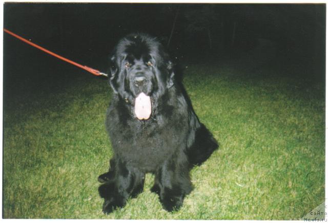 Фото: ньюфаундленд Виола (Viola)