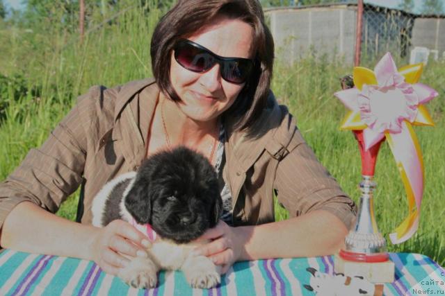 Фото: Ольга Королева, ньюфаундленд Юнтрига Жемчужная Россыпь