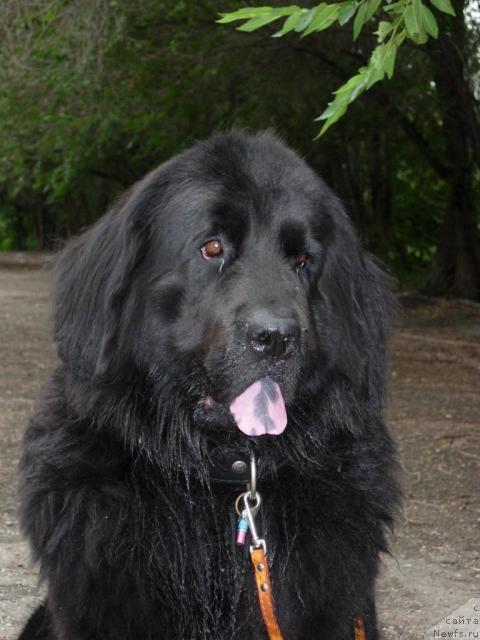Фото: ньюфаундленд Лесная Сказка Раскрасавица