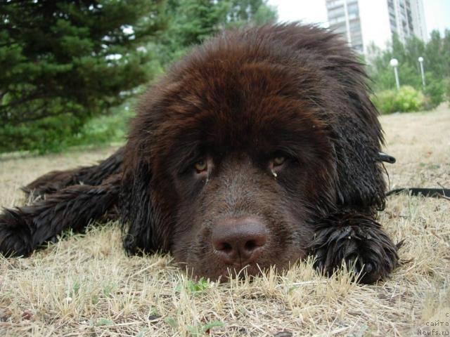 Фото: ньюфаундленд Звездная Тоскана Лесная Раскрасавица