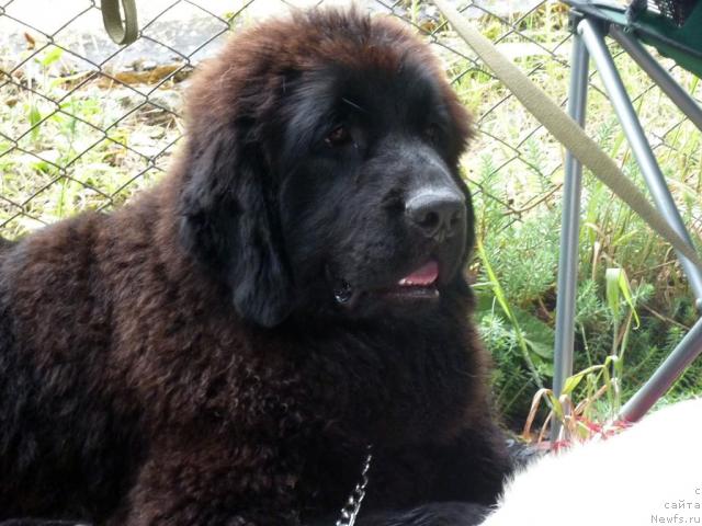 Фото: ньюфаундленд Анабель Голден Хёт Бэль Кане