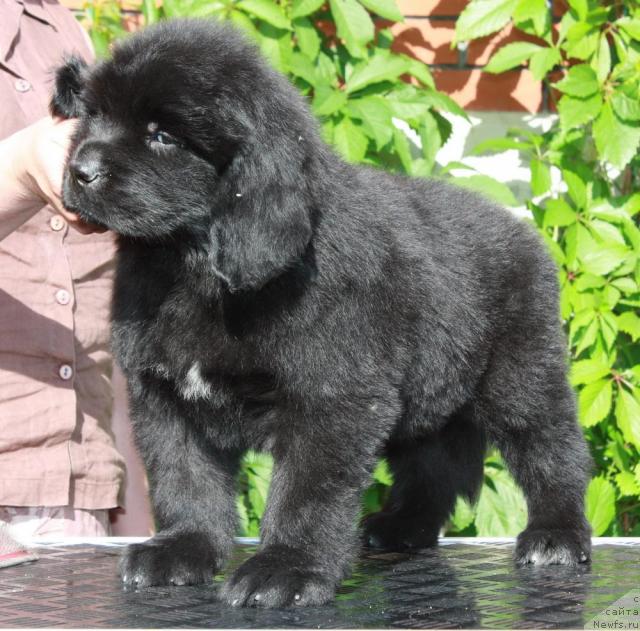 Фото: ньюфаундленд Акватория Келвин Никанор