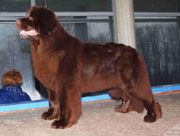 Фото: ньюфаундленд Abigeil Zelona Kepa