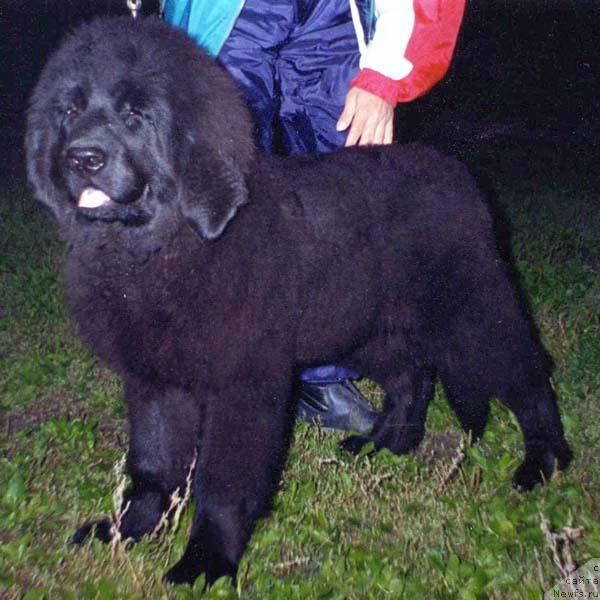 Фото: ньюфаундленд Фёкла