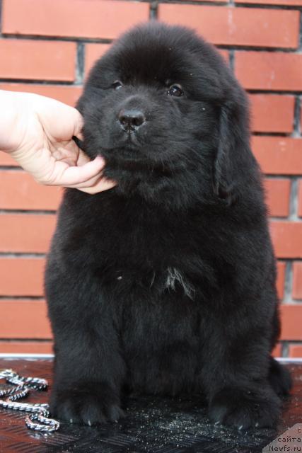 Фото: ньюфаундленд Акватория Келвин Никсон