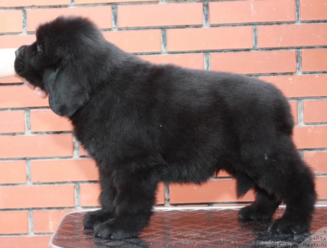 Фото: ньюфаундленд Акватория Келвин Никсон