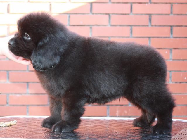 Фото: ньюфаундленд Акватория Келвин Нахимов