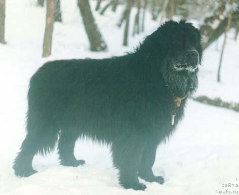 Фото: ньюфаундленд Кервуд Забар Сейвер