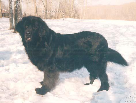 Фото: ньюфаундленд Ниагара Касс Цез