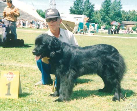 Фото: ньюфаундленд Монарх Зе Марта