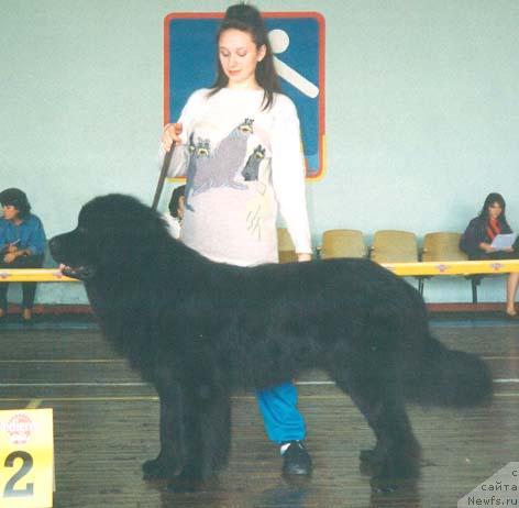 Фото: ньюфаундленд Корсар Бетенойре