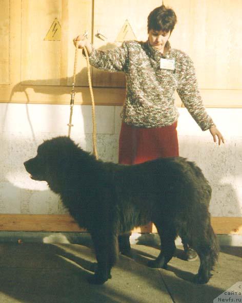 Фото: ньюфаундленд Роберта Делсанд