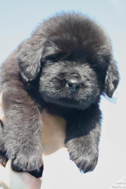 Фото: ньюфаундленд Юрена Черная Пантера