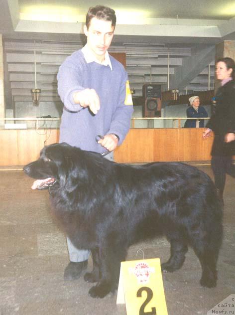 Фото: ньюфаундленд Зольд Сейвер