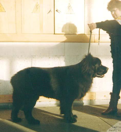 Фото: ньюфаундленд Ш Эпис Эль Чин