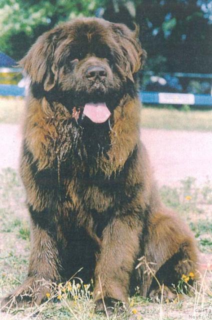 Фото: ньюфаундленд Брюс