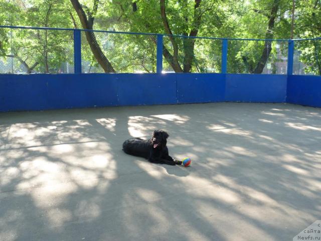 Фото: ньюфаундленд Бонни Флайт