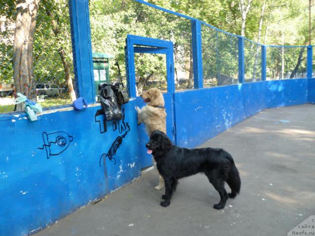 Фото: ньюфаундленд Бонни Флайт, Эрик