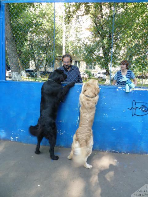 Фото: ньюфаундленд Бонни Флайт