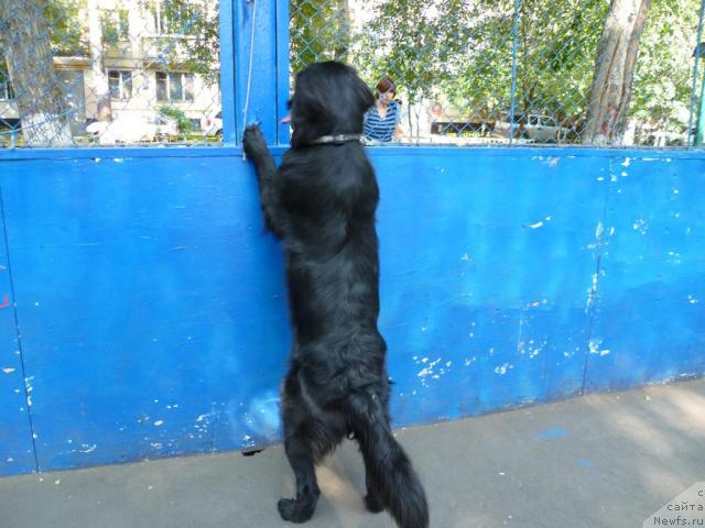 Фото: ньюфаундленд Бонни Флайт