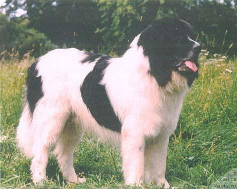 Фото: ньюфаундленд Шалмат