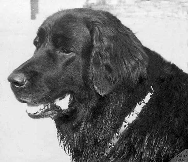 Фото: ньюфаундленд Пижма